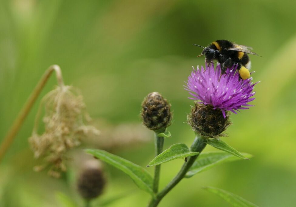 A white-tailed bumblebee with pollen on knapweed