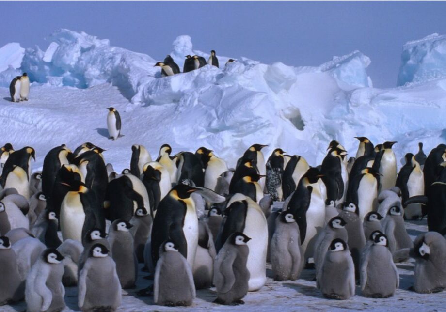 A large group of emperor penguins and chicks