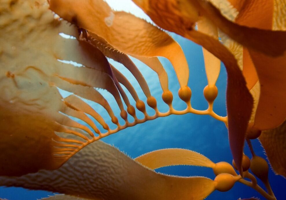 A close-up underwater photo shows the shapes and textures of brown kelp fronds