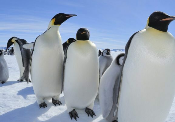Emperor penguins on the march across a frozen landscape