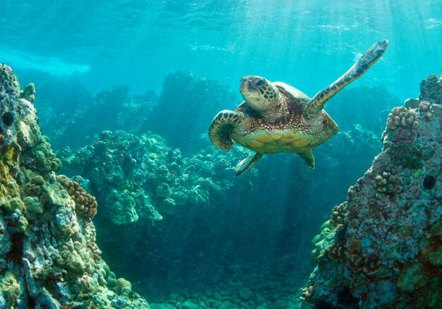 Underwater shot of Hawaiian marine turtle and coral reef