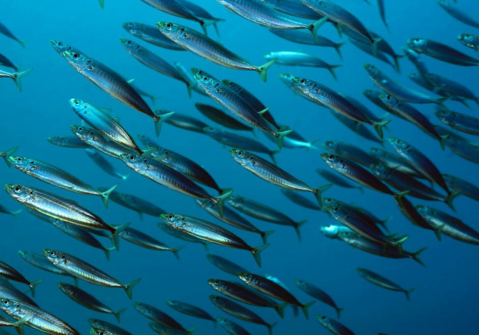 Photograph of a school of swimming fish
