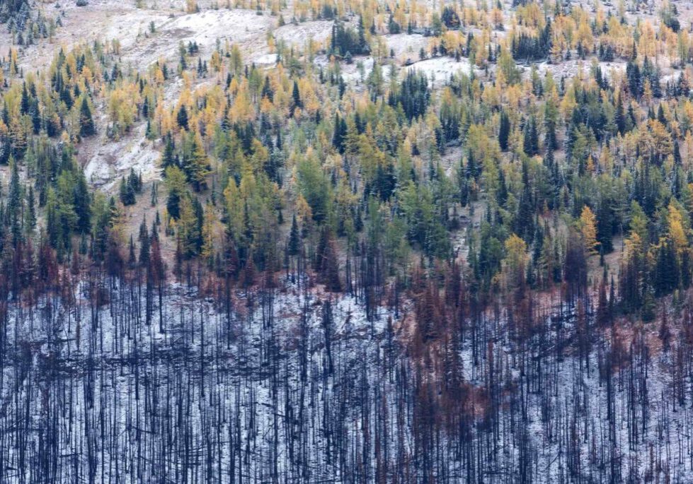 Aerial shot of an Arctic forest following a wildfire