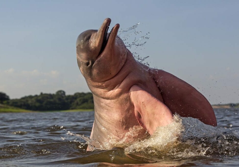 A pink river dolphin leaps out of the water