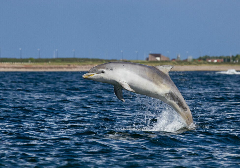 A bottlenose dolphin leaps from the water in the Moray Firth