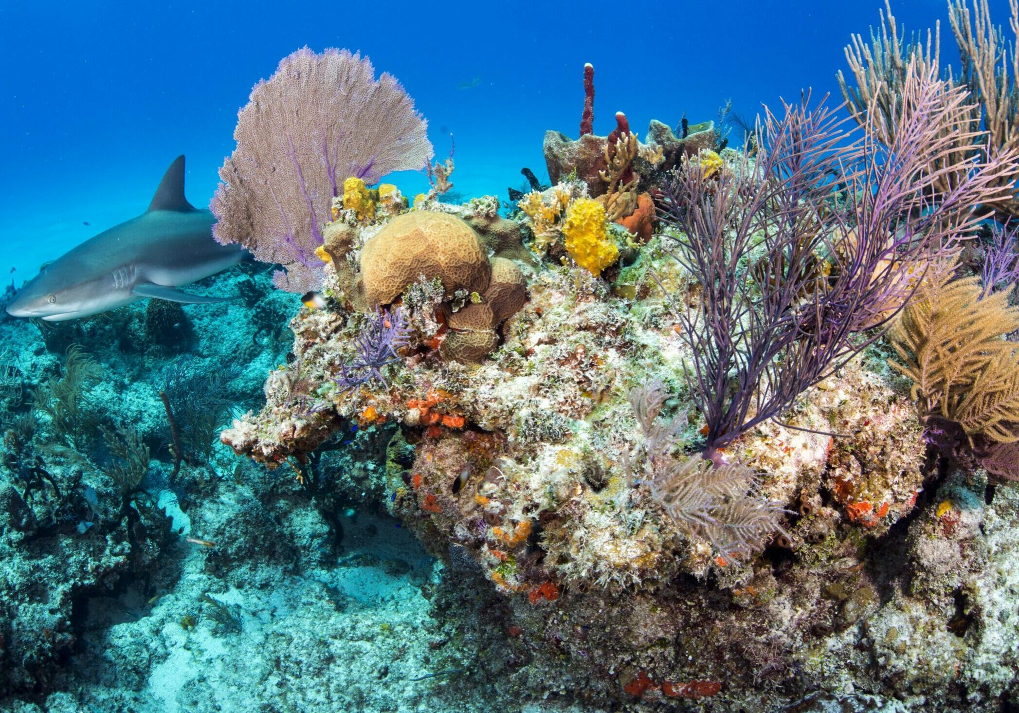 Sharks swim through a coral reef