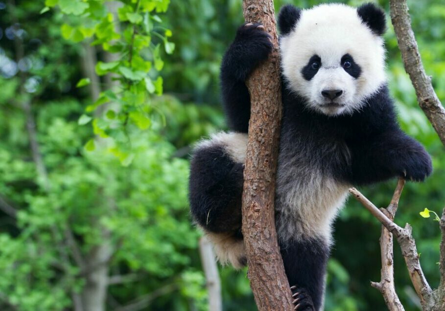 A young panda climbing a tree in China