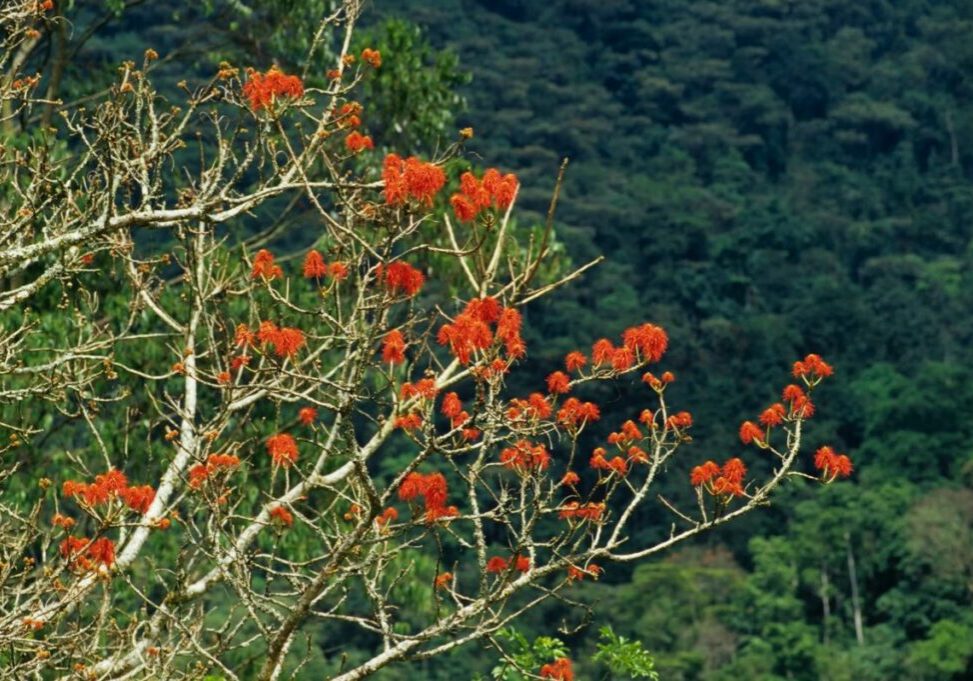 A flame tree, Erythrina Abyssinica, displaying red flowers
