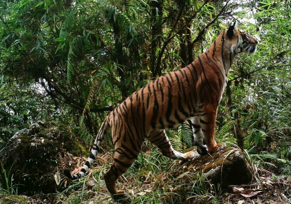 Camera trap photograph of tiger (Panthera tigris) in Bhutan.