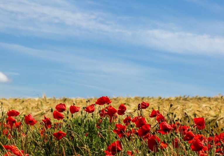 Poppies growing in a field of wheat in the Sussex countryside