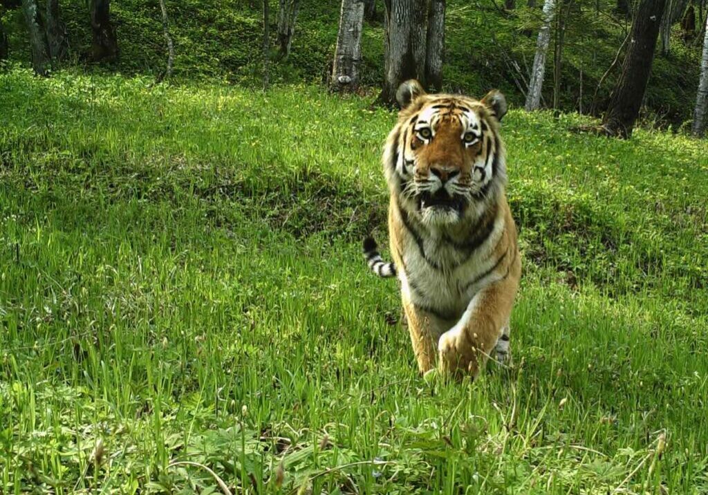 An Amur tiger walks across a grassy forest floor towards a camera trap in Suiyang, China