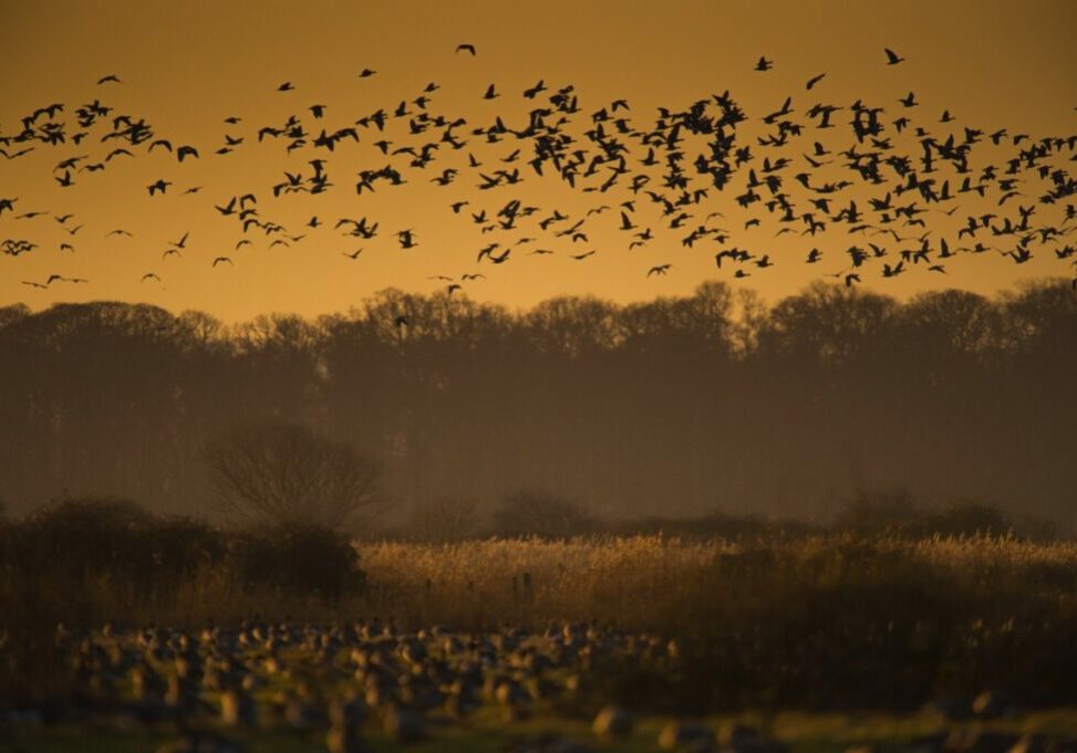 A flock of geese are silhouetted against an orange sky as they take off from feeding grounds Norfolk