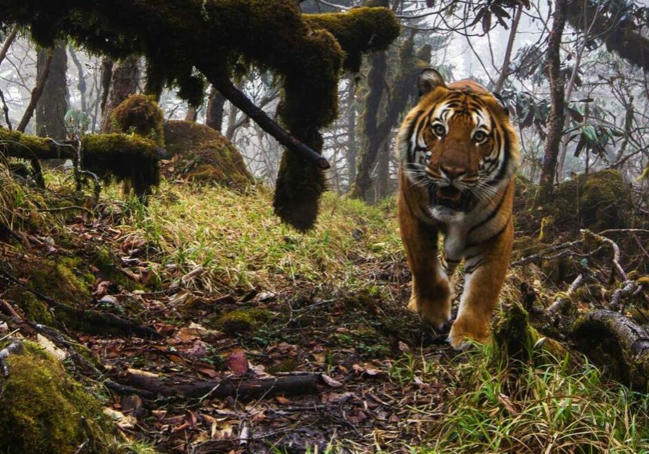 A tiger walks towards the camera among moss-covered fall branches in a forest
