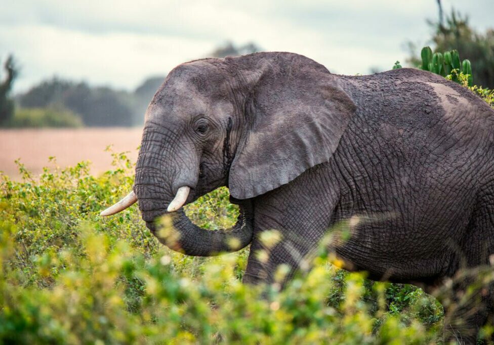 An elephant stands among bushes and cactus trees