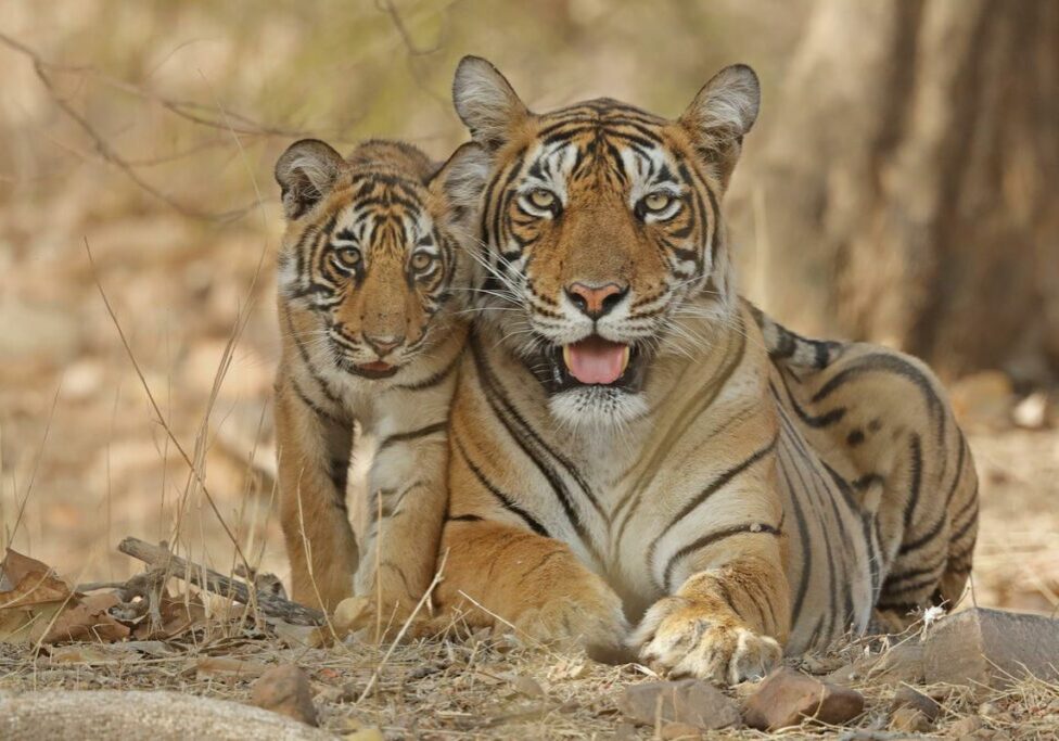 Bengal tiger mother with her cub in Ranthambhore, Rajhasthan, India