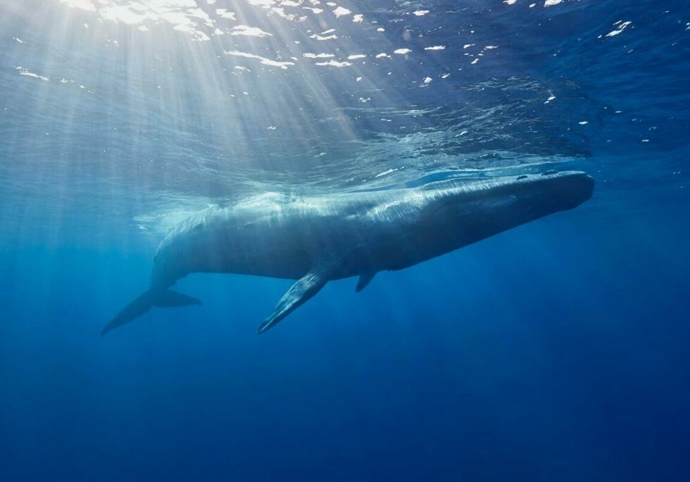 Blue whale photographed from underneath, with the sun shining through the water above it