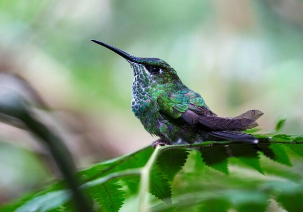 A violet-fronted brilliant in Los Picachos National Natural Park
