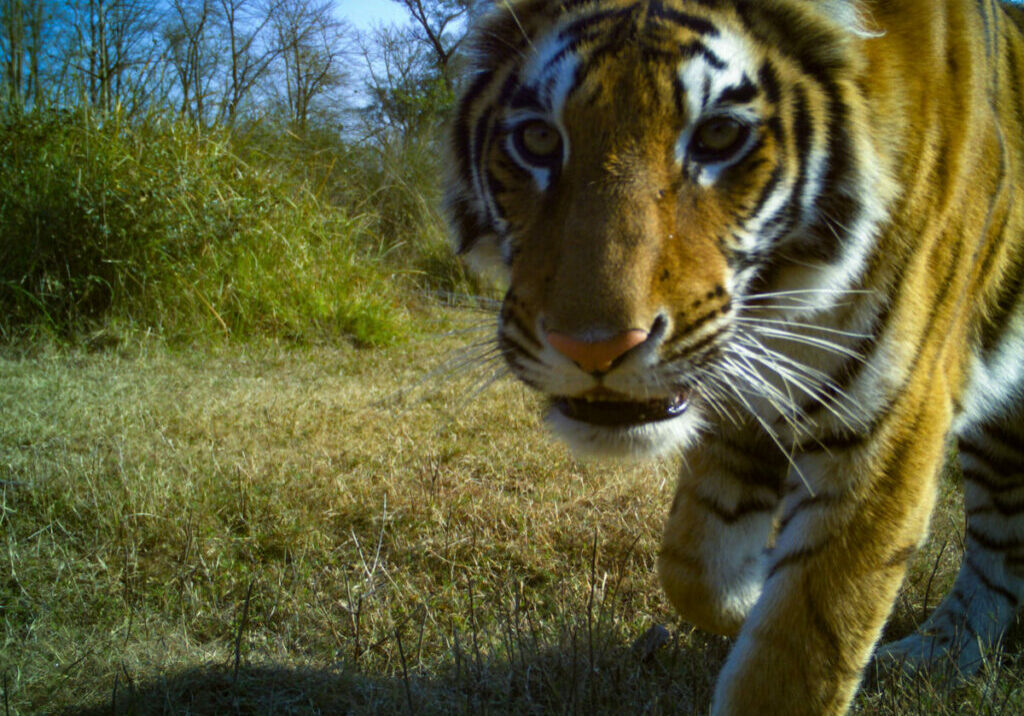 A bengal tiger photographed by a camera trap
