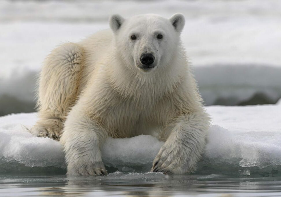 A polar bear rests on the edge of the Arctic sea ice and gazes towards the camera