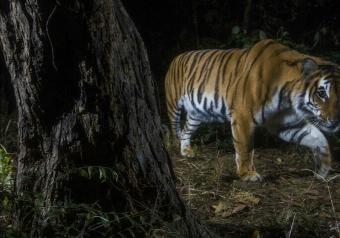 A tiger photographed with a camera trap in the Khata corridor in Nepal