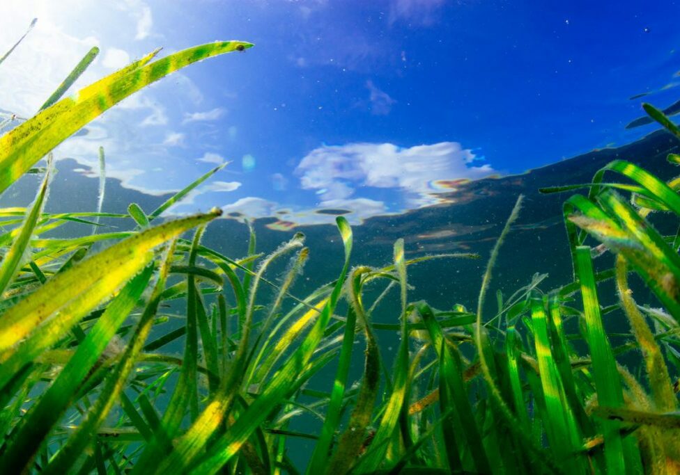 Seagrass beneath a bright blue sky
