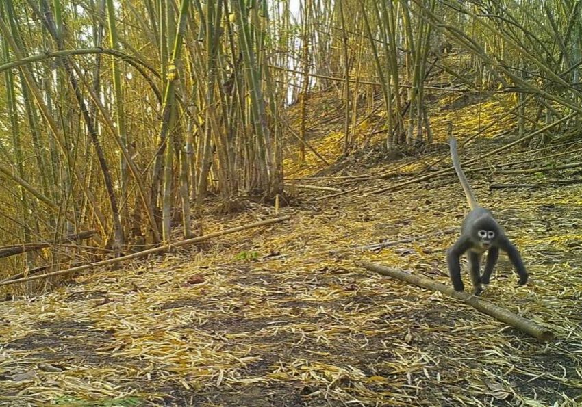 A Popa langur monkey moves through the forest