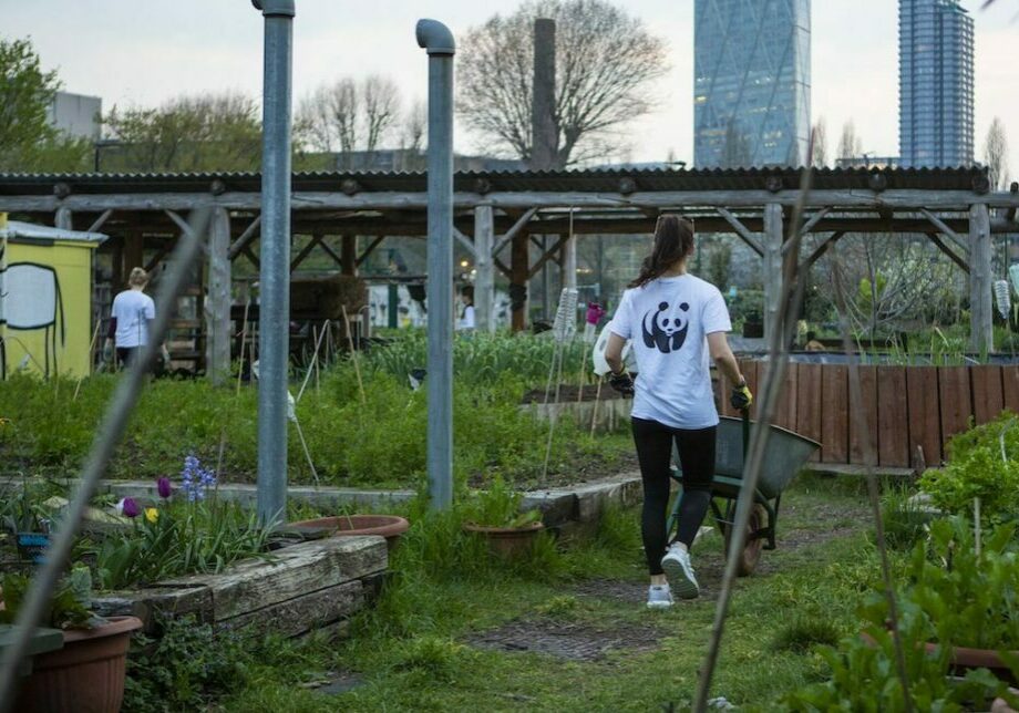 A person in a WWF T-shirt works in an urban community garden