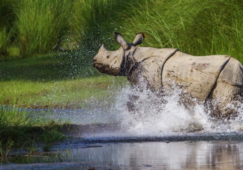 A greater one-horned rhino wades through water