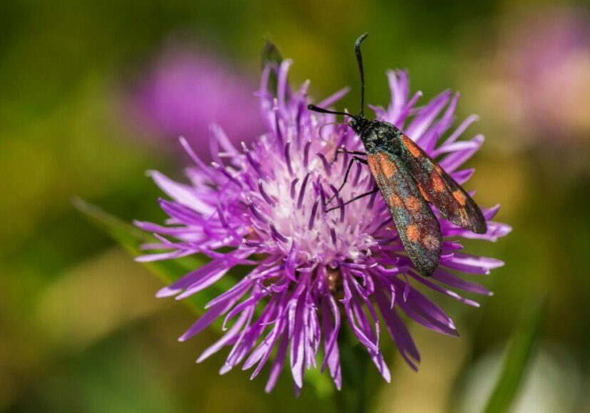 A six-spot burnet moth - with black wings with red spots – sits on a purple knapweed flower