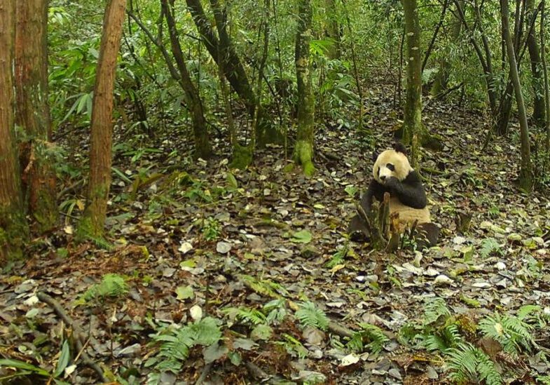 A camera trap image of a panda sitting in a forest clearing, eating bamboo