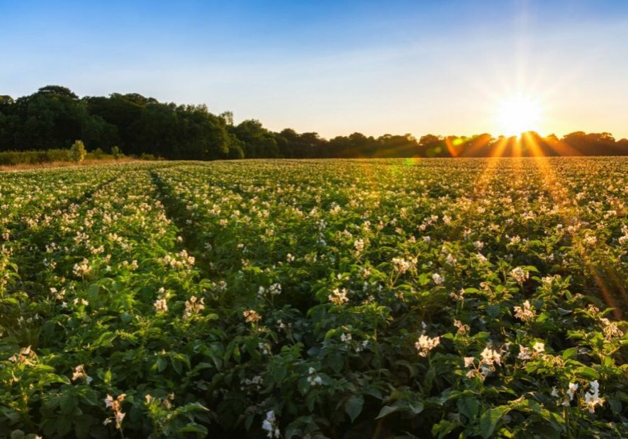 The sun shines over a field of potato plants in Scotland
