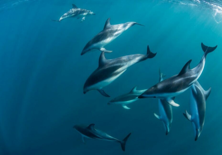 A small group of common dolphins swim near the surface of the sea