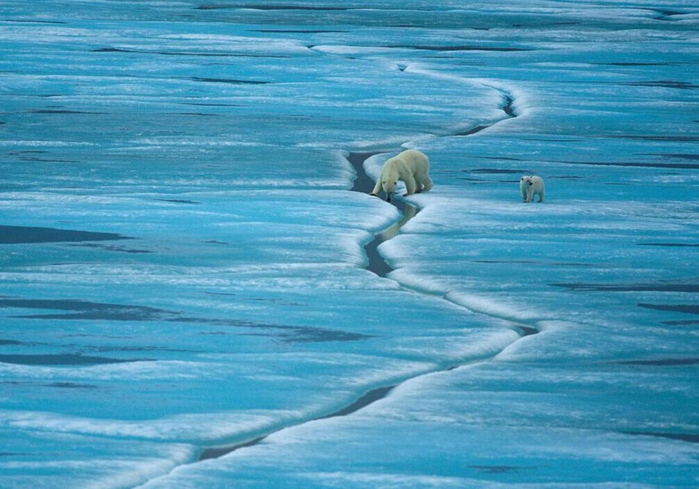 A polar bear mother and cub walk across cracked ice in Nunavut