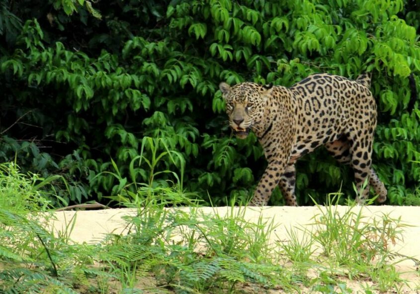 A jaguar walks along a sandy riverbank