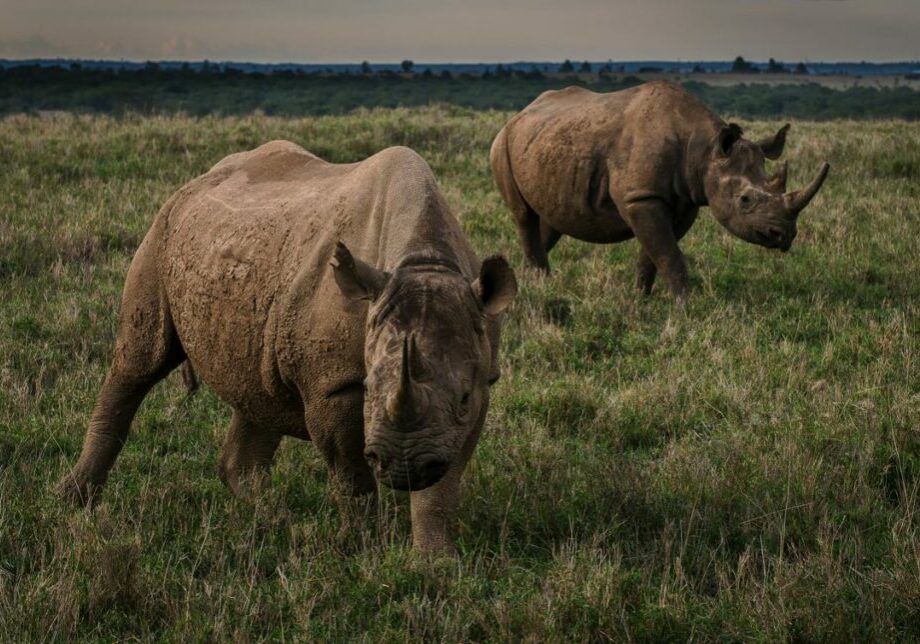 Two black rhinos stand in open grassland in Kenya