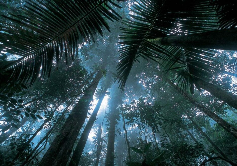 A photography looking upwards towards the canopy of a rainforest from the forest floor