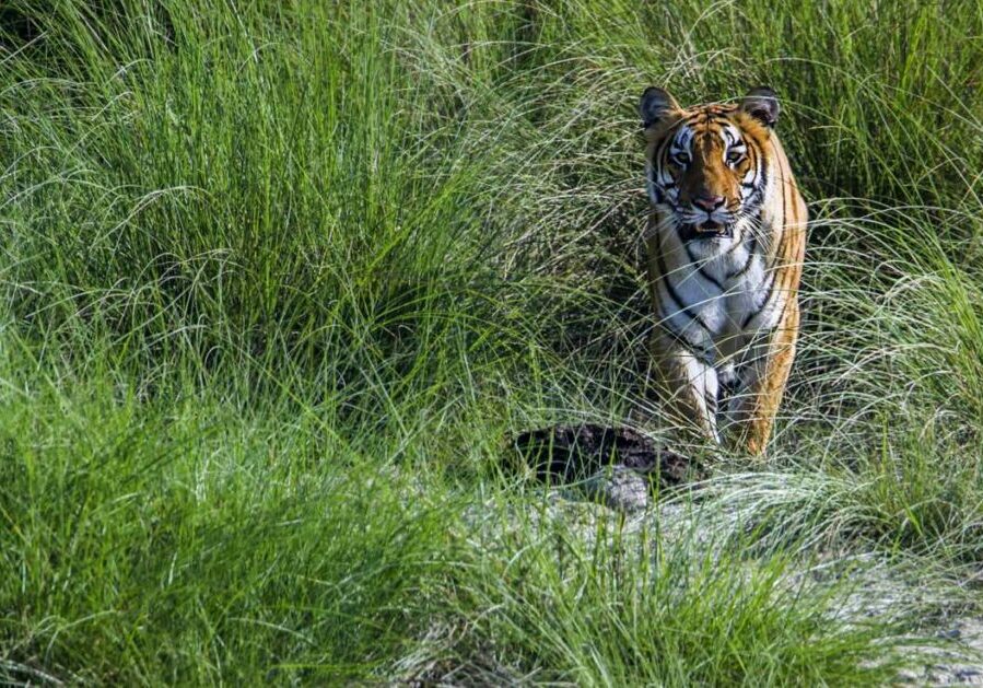 A tiger stands in long grass