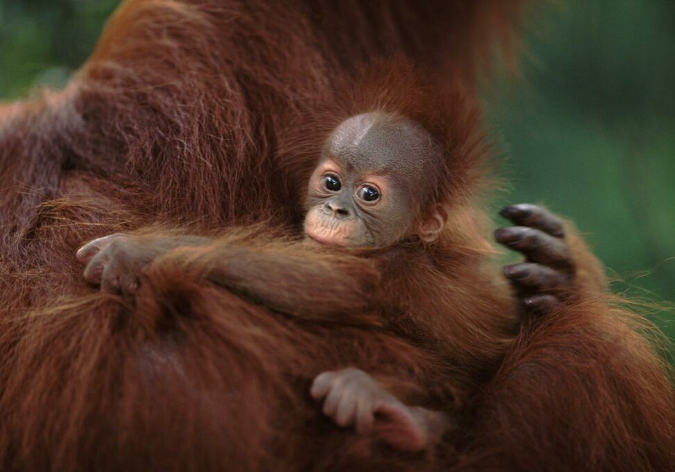 Sumatran orangutan mother holds her baby, which is looking at the camera