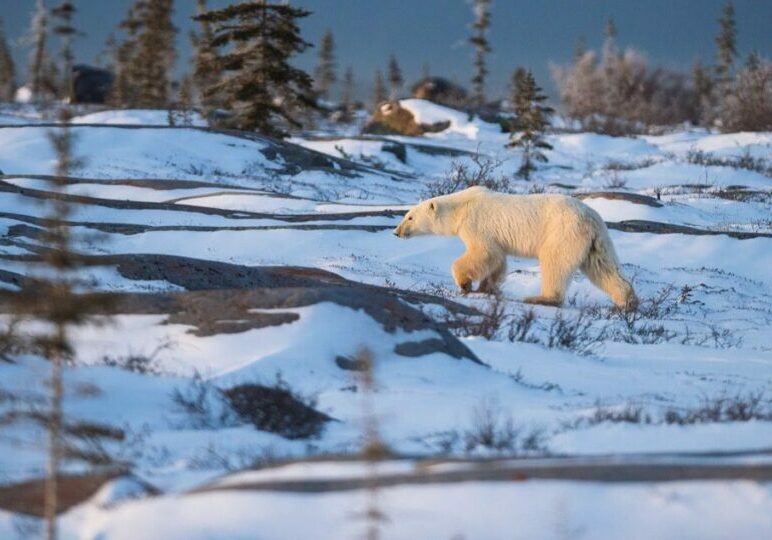 A polar bear walks across a sparsely vegetated snowy landscape