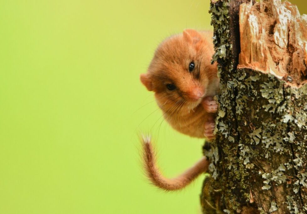 A hazel dormouse faces the camera as it clings to a slender tree trunk covered in lichen
