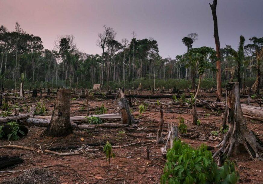 A deforested area of the Amazon rainforest, with bare earth and tree stumps