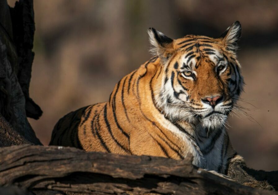 A tiger rests on a fallen tree