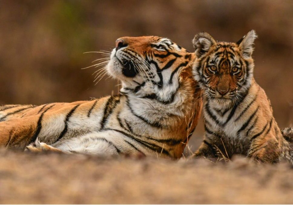 A tiger and her cub lie close to each other