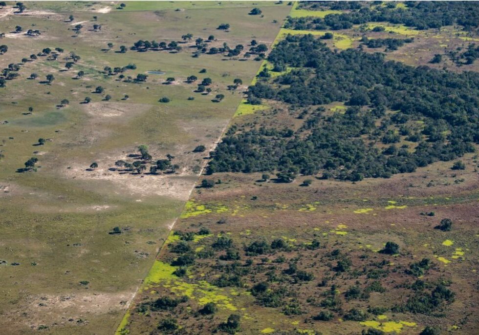 An aerial photo shows a clear line between deforested areas