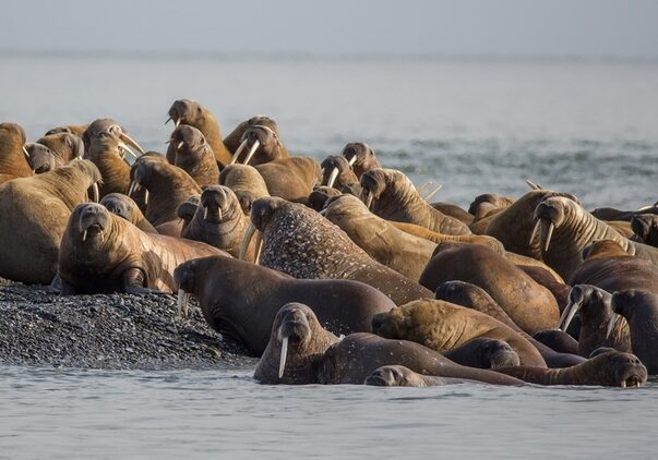Laptev walruses gather on a beach