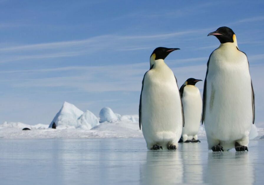 Three emperor penguins stand on an ice sheet in Antarctica