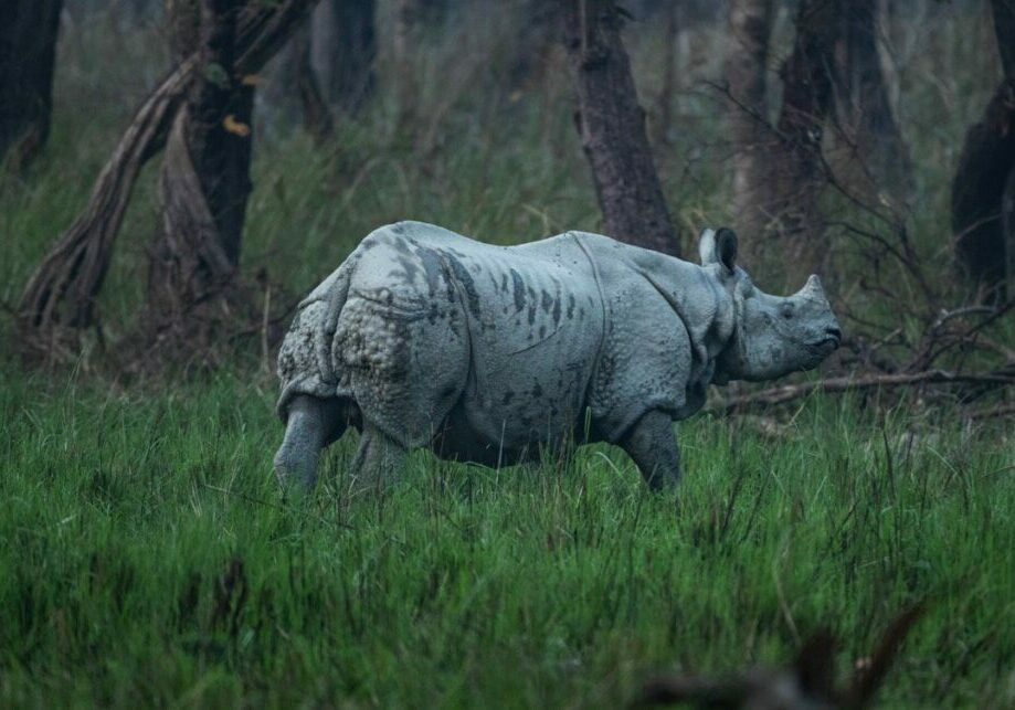 A rhino walks through grass in a forest in Nepal