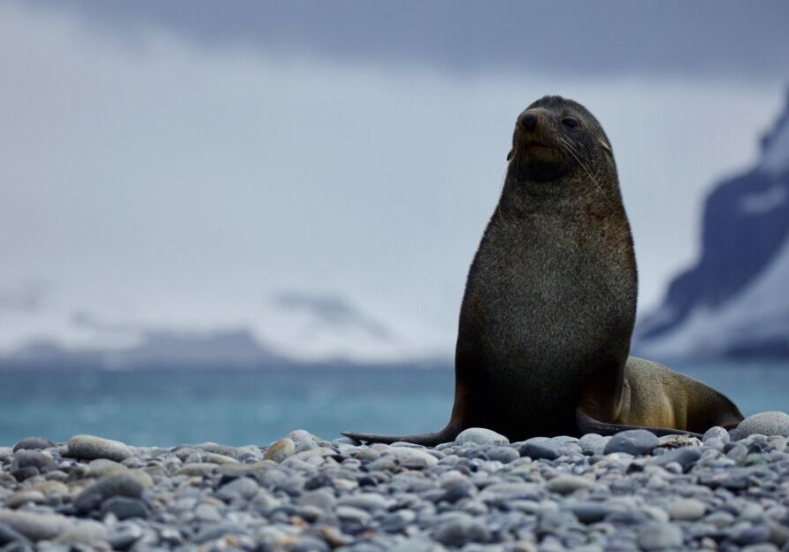 An Antarctic fur seal sits on a rocky beach
