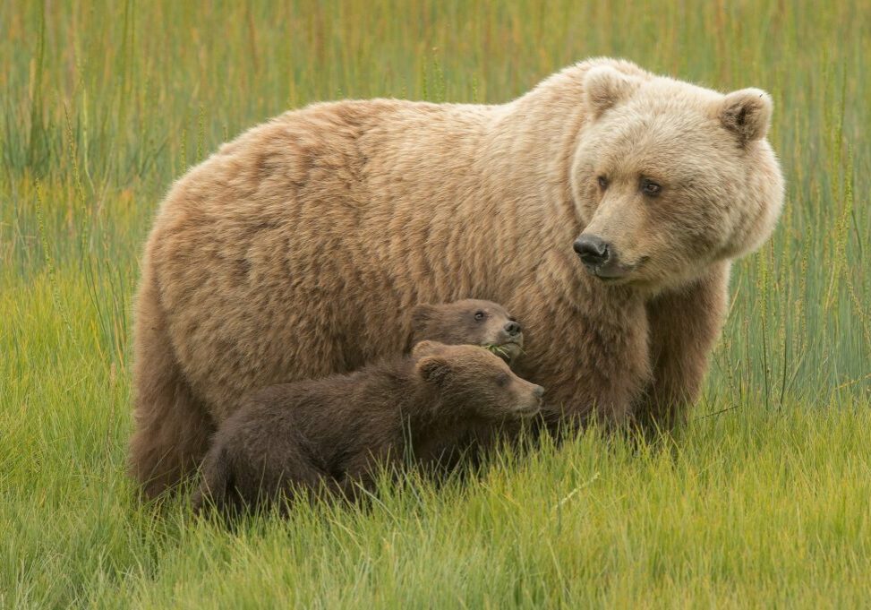 Brown bear (Ursus arctos) with cub at Lake Clark, Alaska, United States