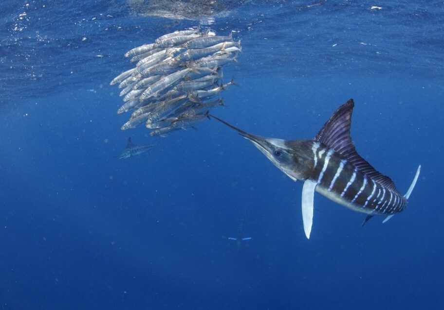 marlin hunting school of sardines